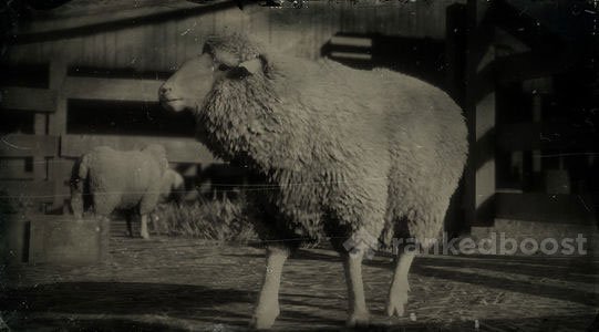Red Dead Redemption 2 Sheep